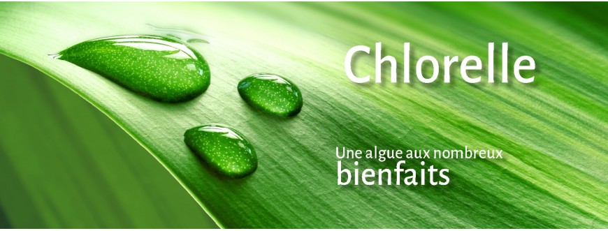 Chlorelle - Flamant Vert